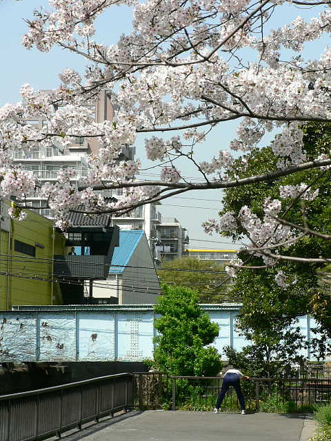 仙台堀川公園　桜 写真