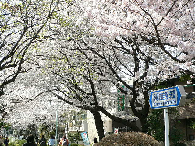 多摩湖自転車道　桜 写真