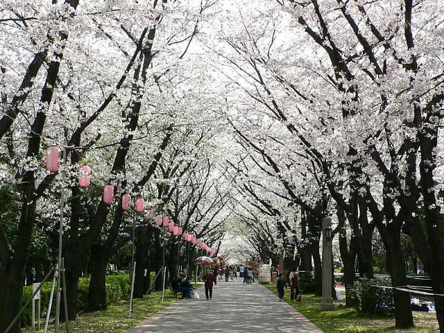 辰巳の森緑道公園 桜 写真