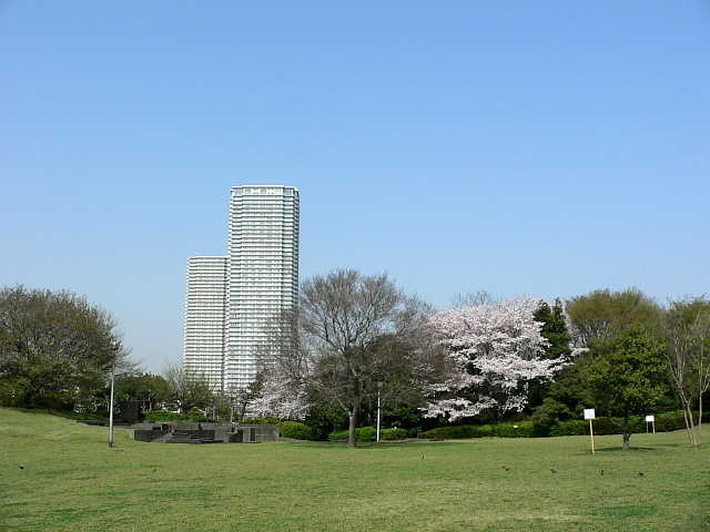 辰巳の森緑道公園 桜 写真