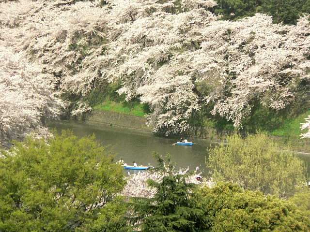 千鳥が淵（飛島建設　１０階から）　桜 写真