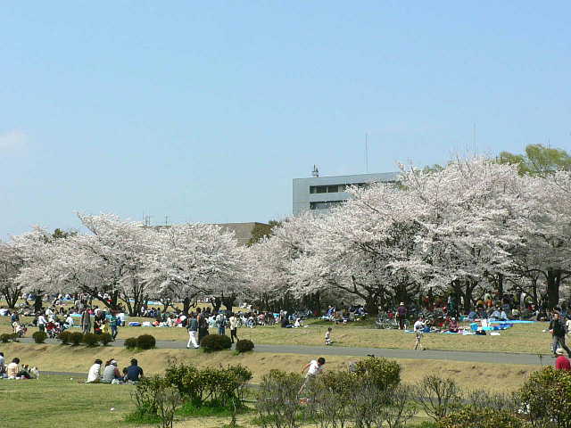 所沢航空記念公園  桜 写真
