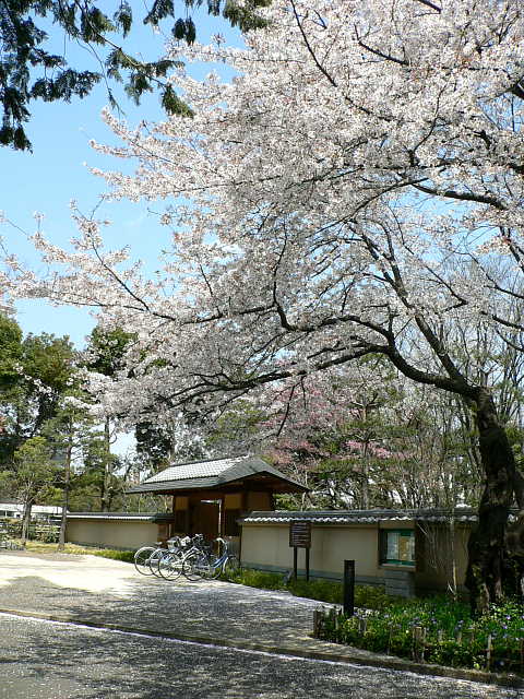 所沢航空記念公園  桜 写真