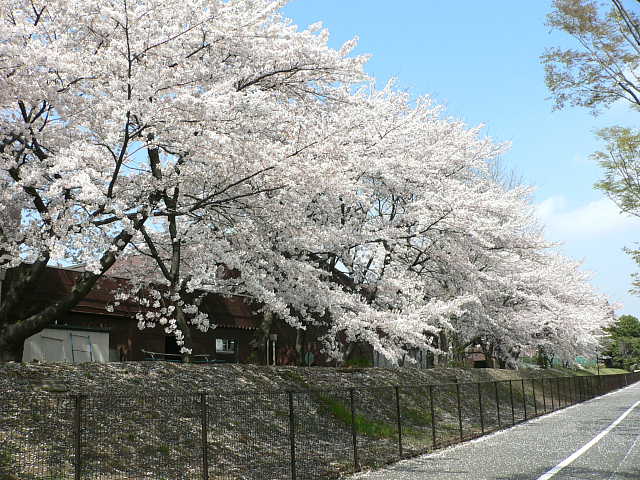所沢界隈の桜 写真