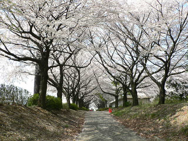 所沢界隈の桜 写真