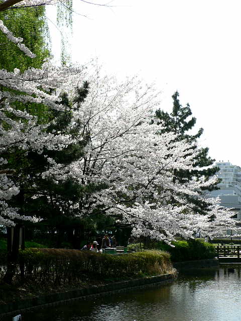 横十間川親水公園　桜 写真