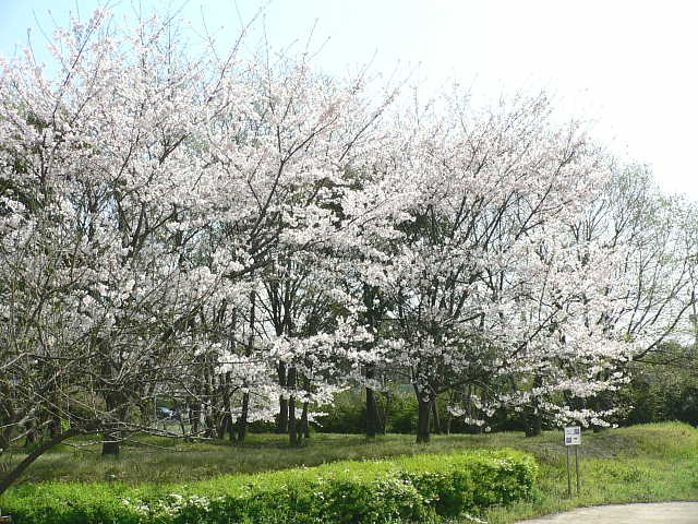 夢の島緑道公園　桜 写真