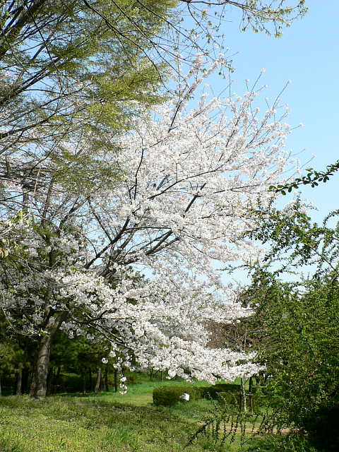 夢の島緑道公園　桜 写真