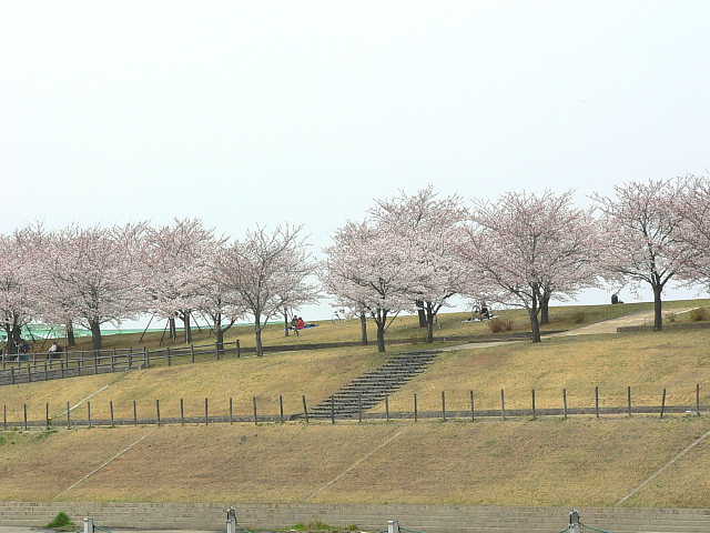 赤羽桜堤緑地　桜 写真