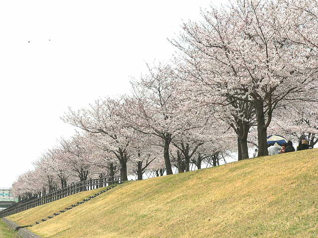 赤羽桜堤緑地　桜 写真