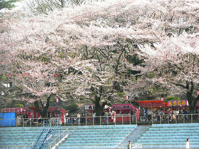 富士森公園  桜 写真