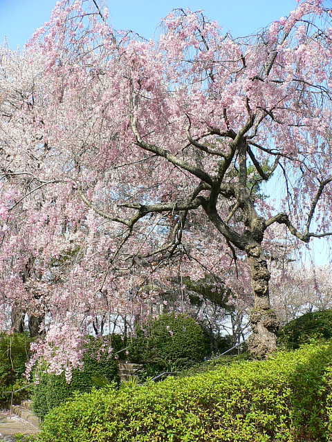 富士森公園  桜 写真