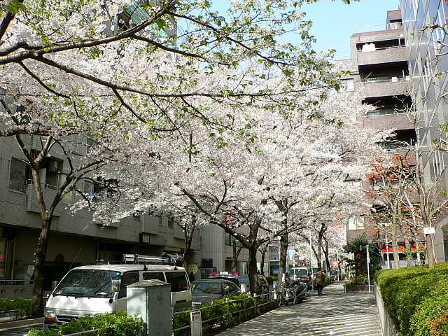 五反田さくらストリート　桜 写真