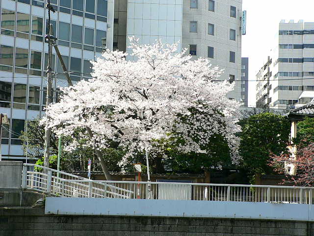 五反田さくらストリート　桜 写真