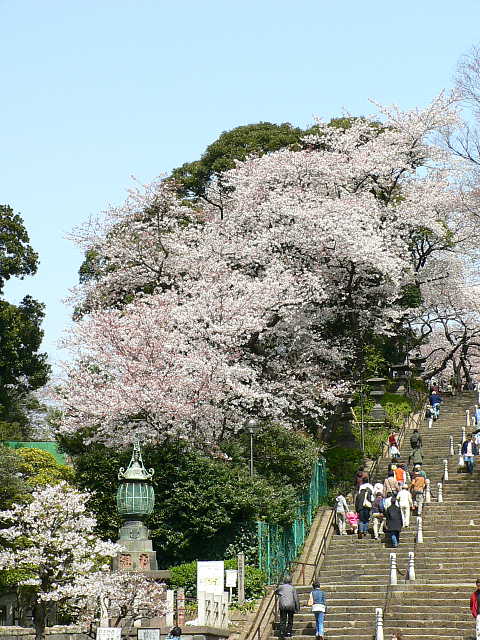 池上本門寺　桜 写真