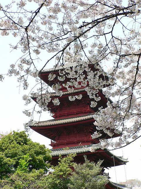 池上本門寺　桜 写真