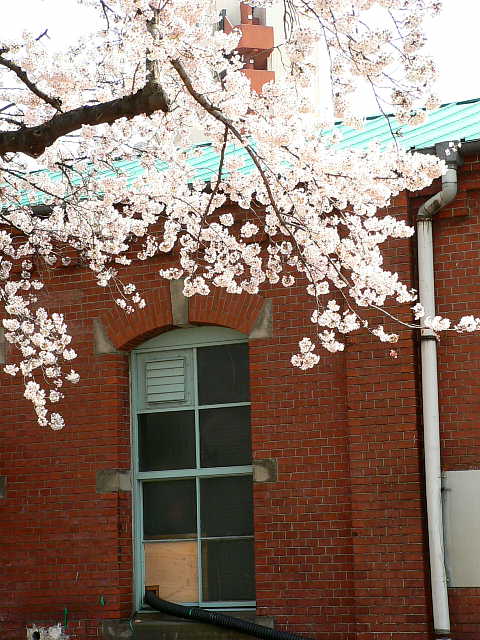 醸造試験所跡地公園　桜 写真
