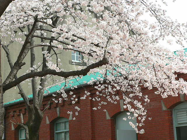 醸造試験所跡地公園　桜 写真