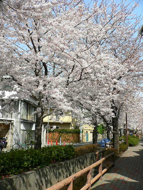 上池台の水路　桜 写真