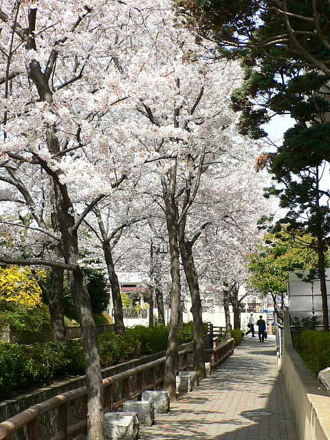 上池台の水路　桜 写真