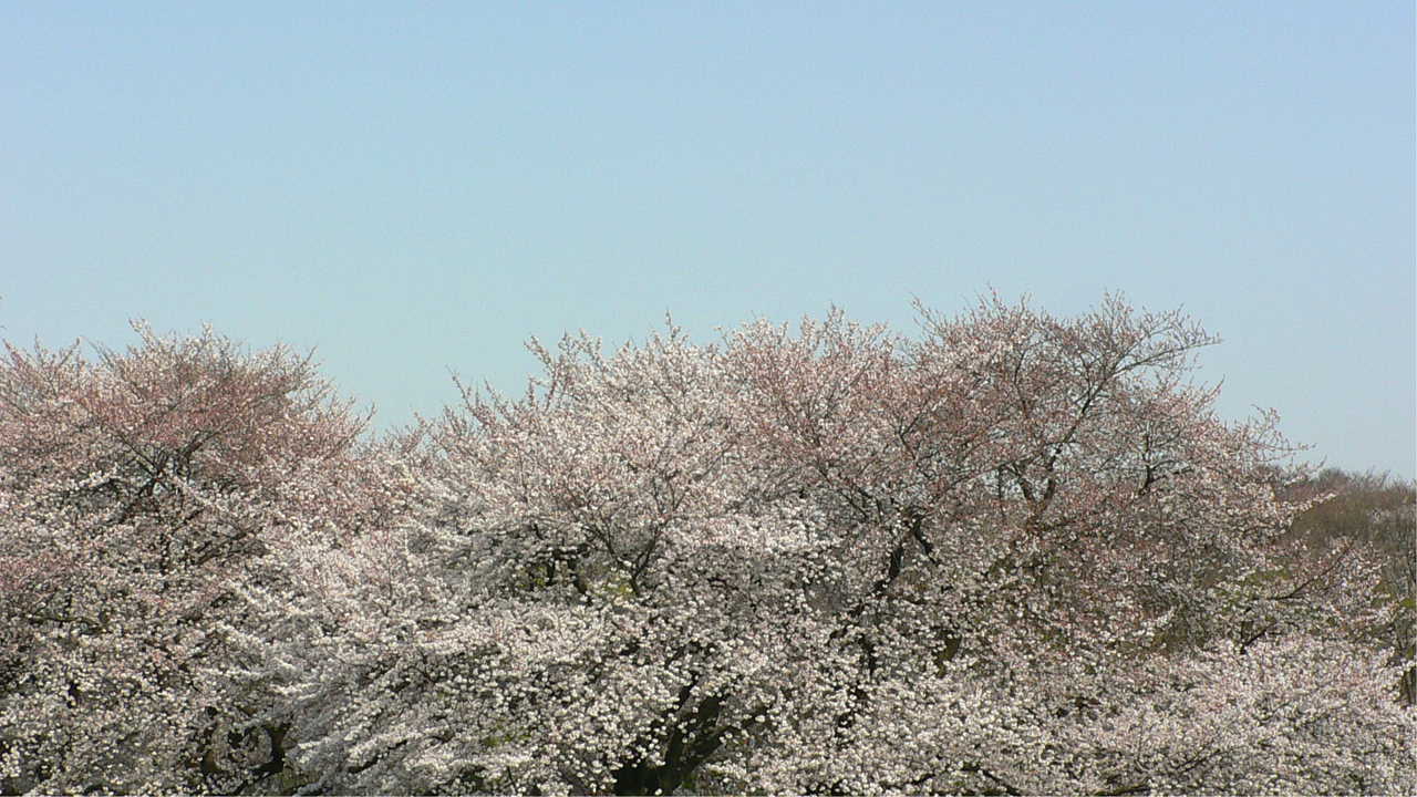 砧公園　桜 写真