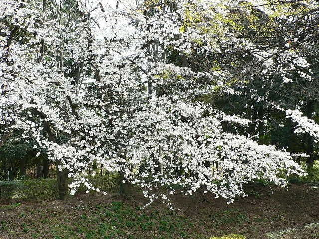 砧公園　桜 写真