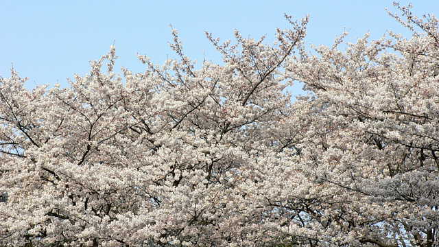 駒沢公園　桜 写真