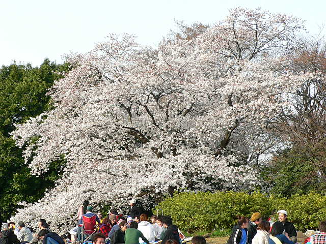駒沢公園　桜 写真