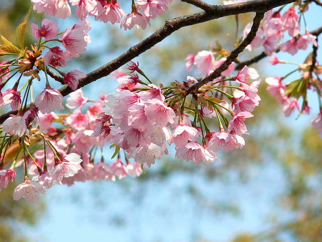 西新井大師とその周辺　桜 写真