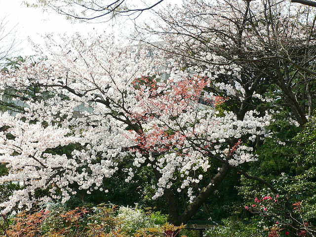 西新井大師とその周辺　桜 写真