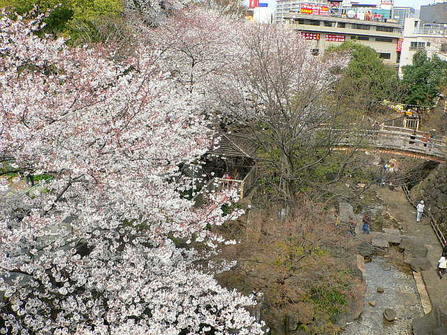 音無親水公園　桜 写真