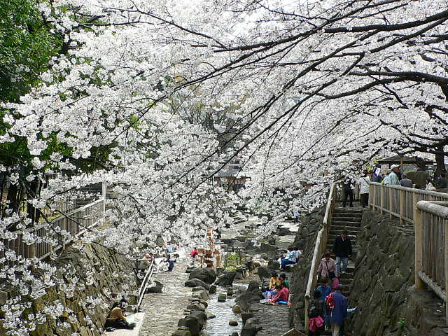 音無親水公園　桜 写真