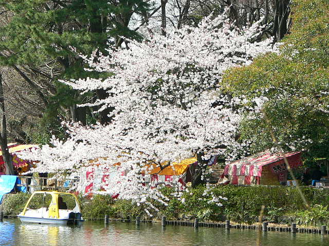 洗足池公園　桜 写真