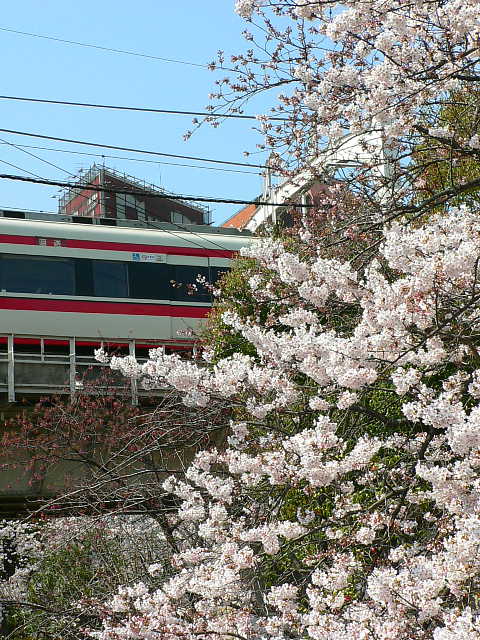隅田公園　桜 写真