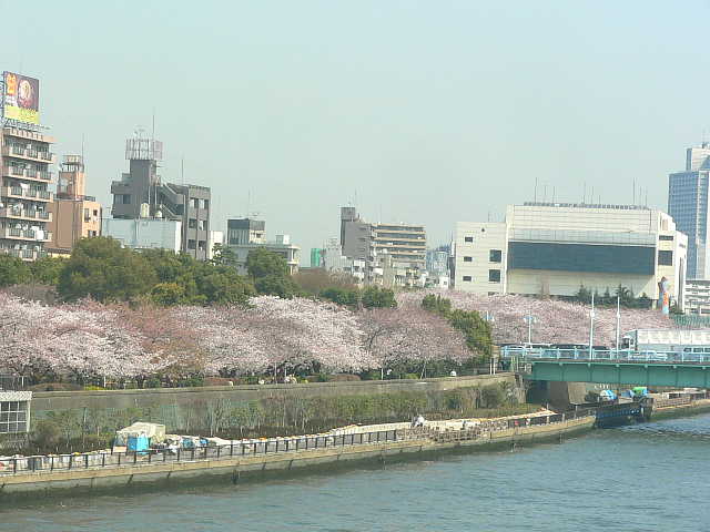 隅田公園　桜 写真