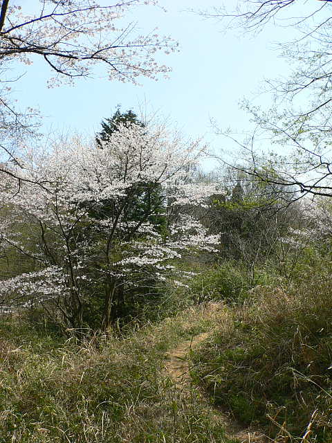 滝山公園　桜