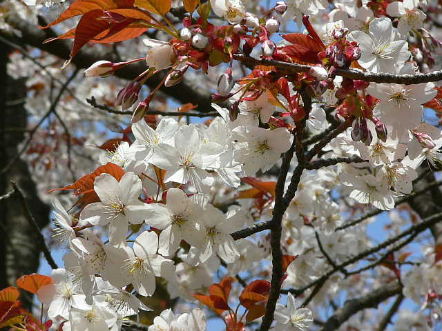 滝山公園　桜