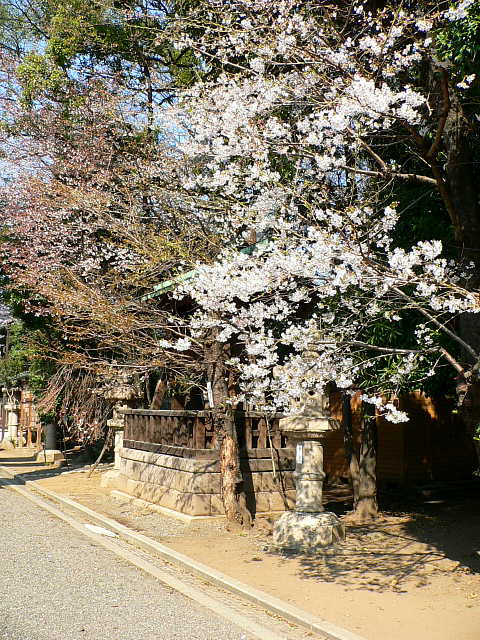 靖国神社　桜 写真