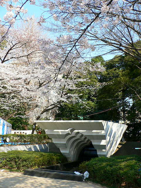 靖国神社　桜 写真