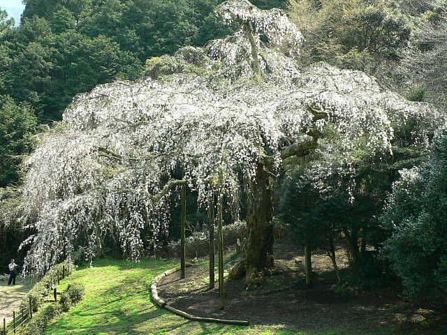 長興山　紹太寺のしだれ桜 写真
