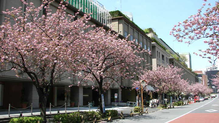 紀尾井町通り　八重桜 写真紀尾井町通り　八重桜
