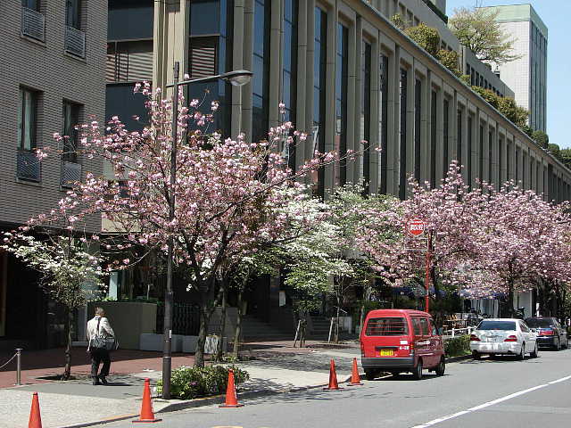 紀尾井町通り　八重桜 写真