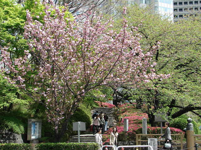紀尾井町通り　八重桜 写真