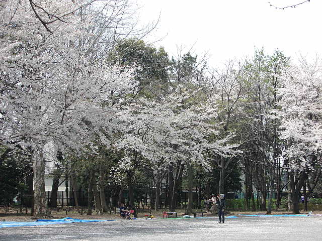 目黒　林試の森公園　桜 写真
