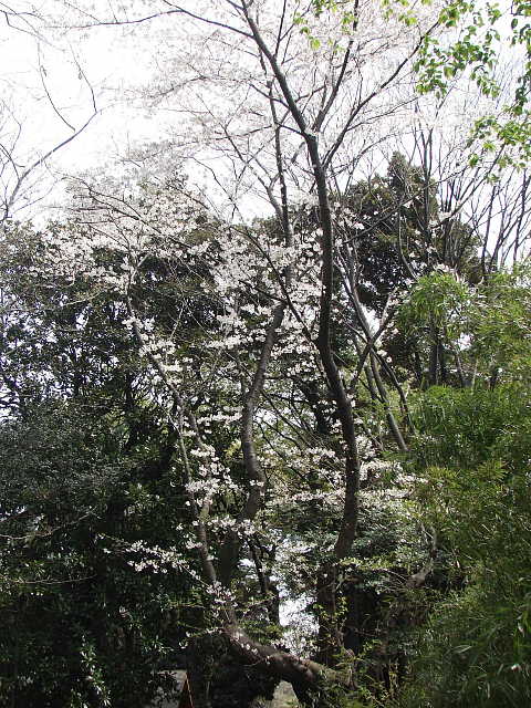 目黒　林試の森公園　桜 写真