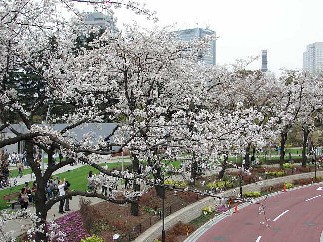 東京ミッドタウン　＆　桧町公園　桜 写真