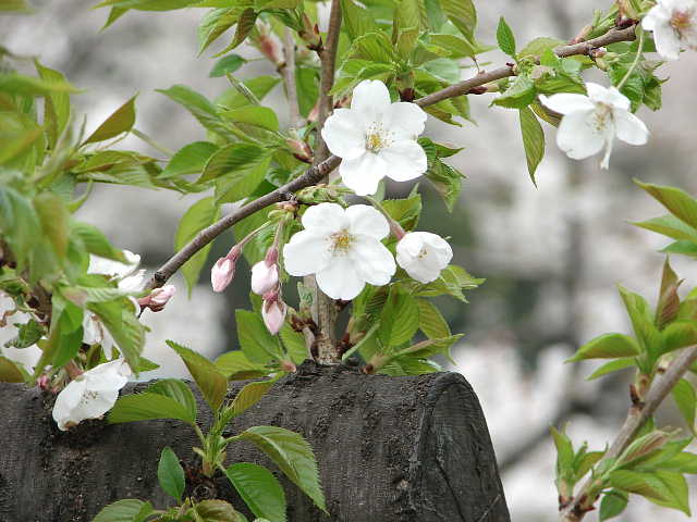 東京ミッドタウン　＆　桧町公園　桜 写真
