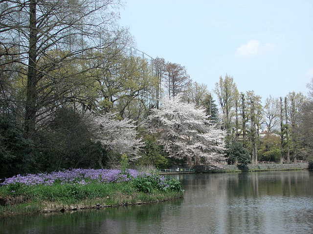 武蔵関公園　桜 写真