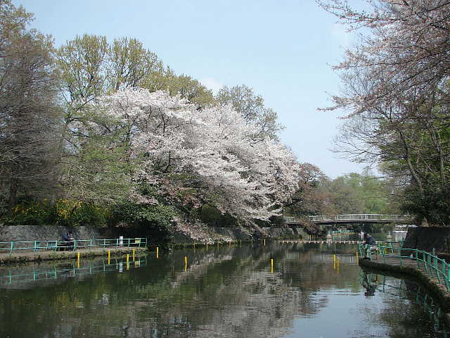 武蔵関公園　桜 写真