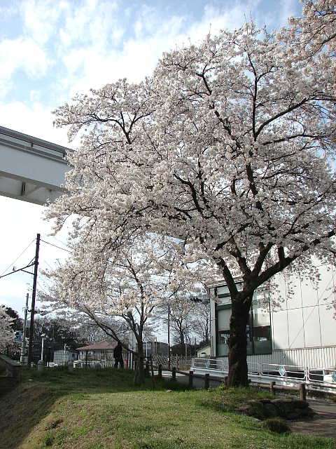 根川緑道　桜 写真